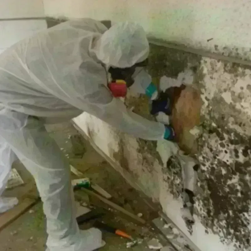 Mold Remediation and Removal in Lake City, GA